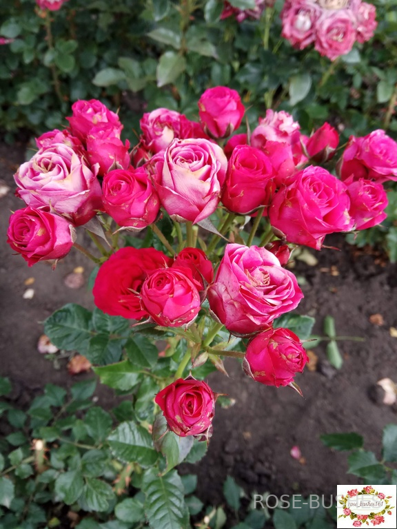 ����� �����. Lovely Lydia (�����)