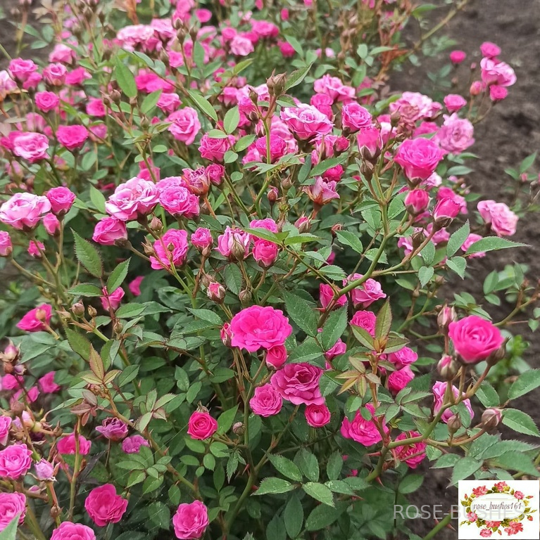 ����� �������. Baby Crimson. (���������.)