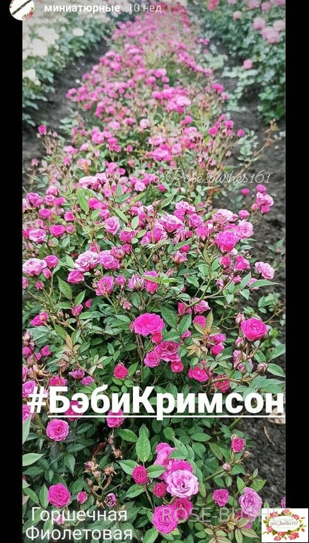 ����� �������. Baby Crimson. (���������.)