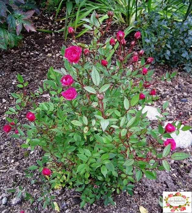 ����� �������. Baby Crimson. (���������.)