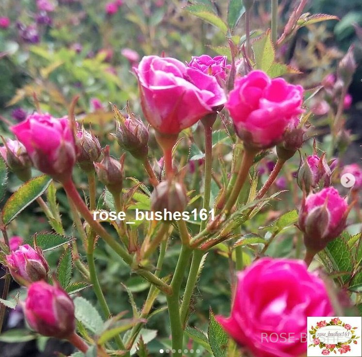 ����� �������. Baby Crimson. (���������.)