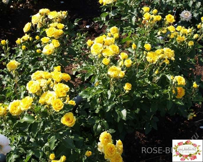 ����� �����. Yellow Babe. (�����) 
