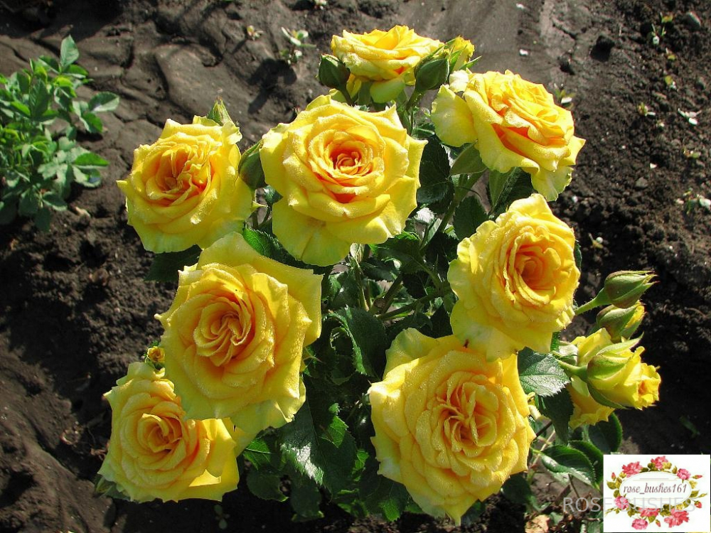 ����� �����. Yellow Babe. (�����) 