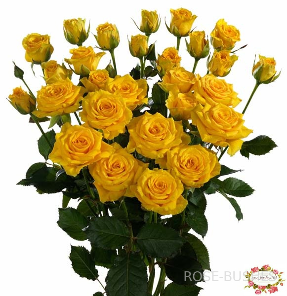 ����� �����. Yellow Babe. (�����) 