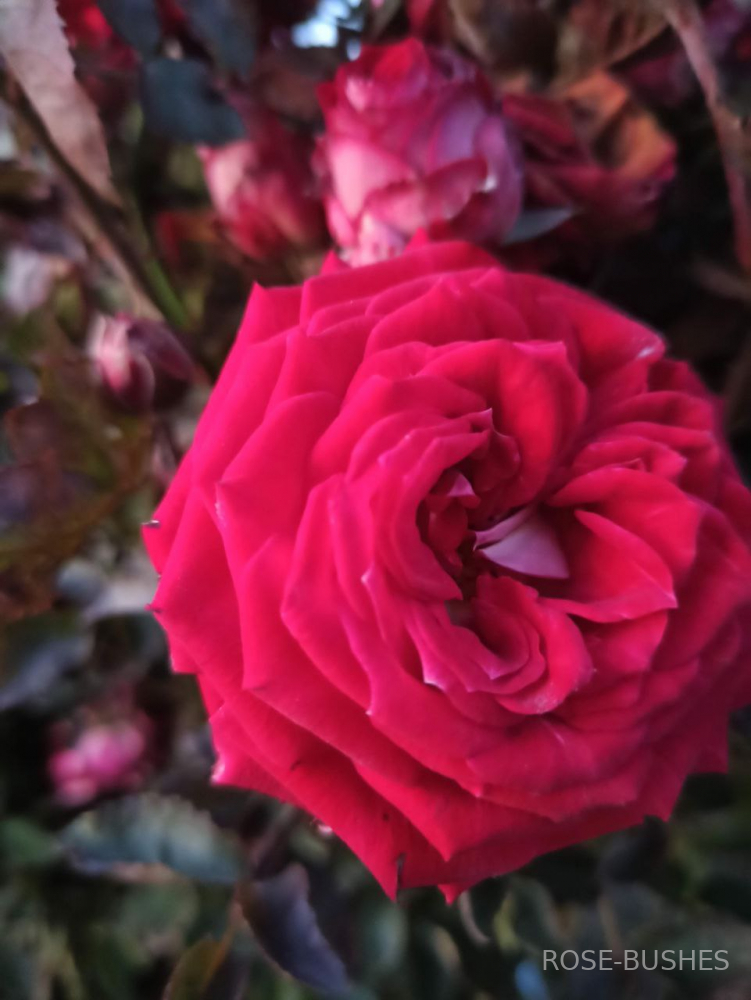 ���� ����. Ruby Star (�����)