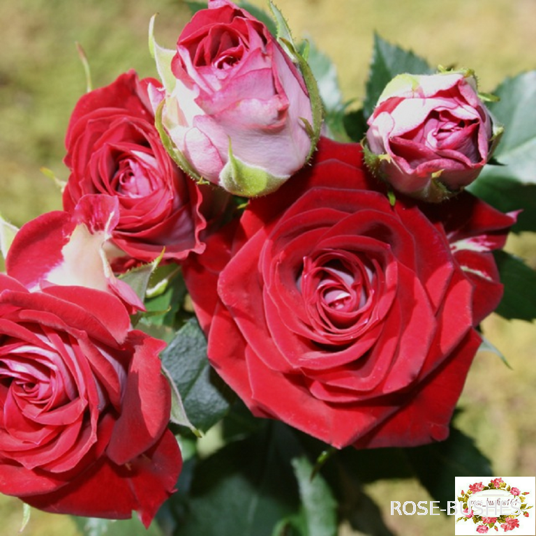 ���� ����. Ruby Star (�����)