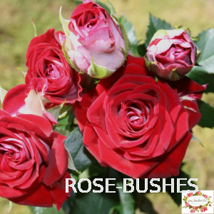 ���� ����. Ruby Star (�����)