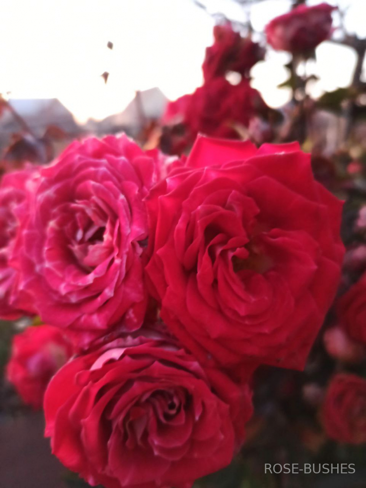 ���� ����. Ruby Star (�����)