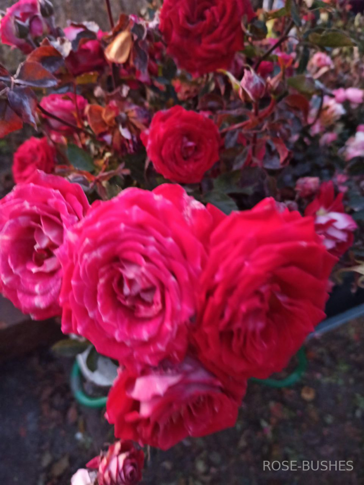 ���� ����. Ruby Star (�����)
