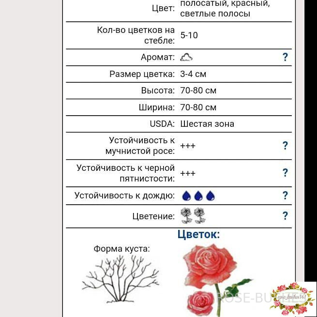 ���� ����. Flash Night. (�����)
