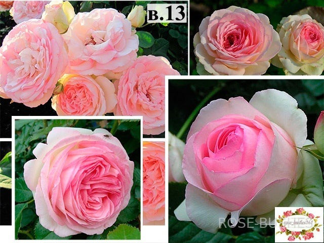 ���� �� ������. Pierre de Ronsard (����. ������.)