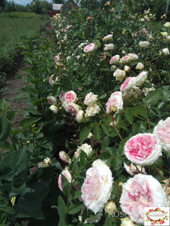 ���� �� ������. Pierre de Ronsard (����. ������.)