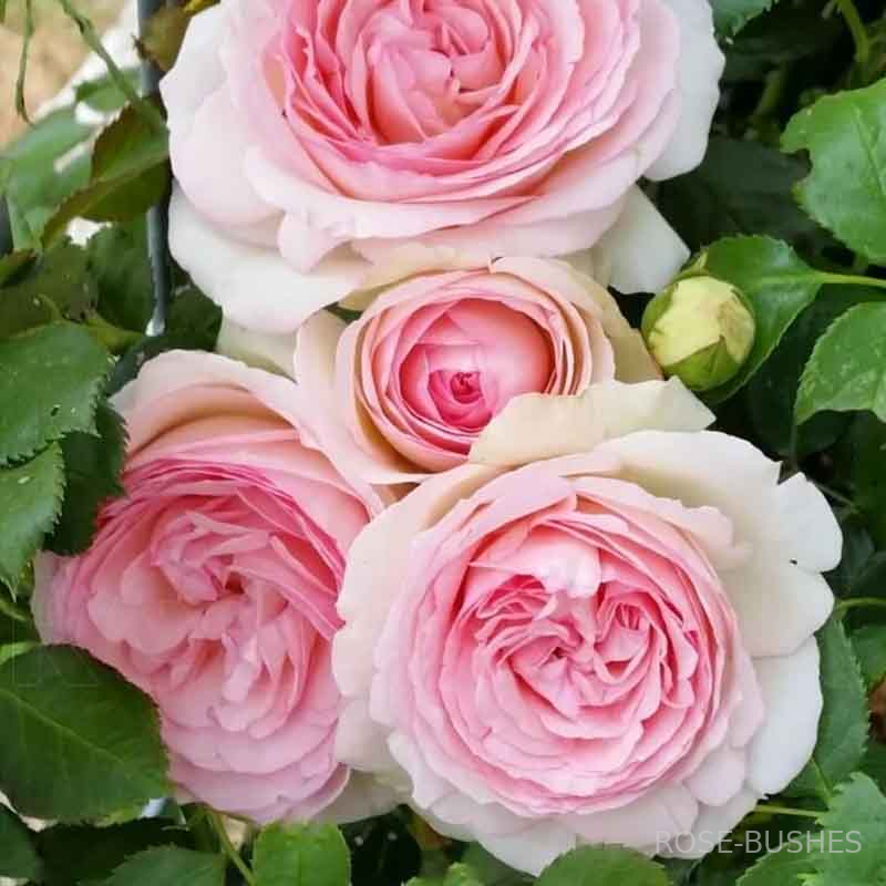 ���� �� ������. Pierre de Ronsard (����. ������.)