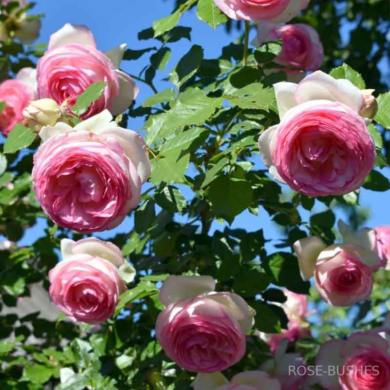 ���� �� ������. Pierre de Ronsard (����. ������.)