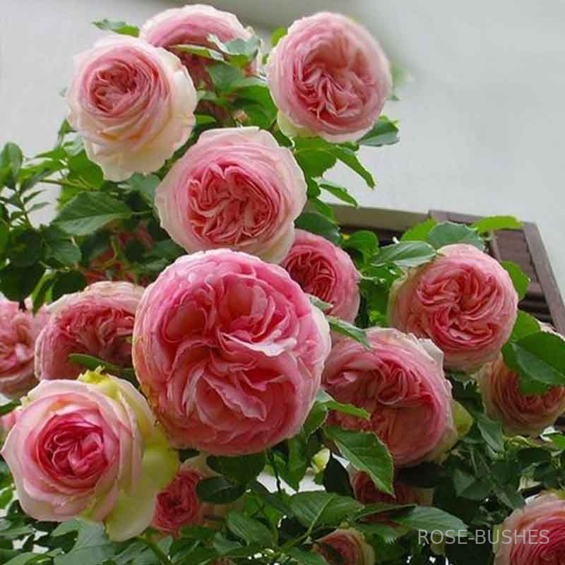 ���� �� ������. Pierre de Ronsard (����. ������.)