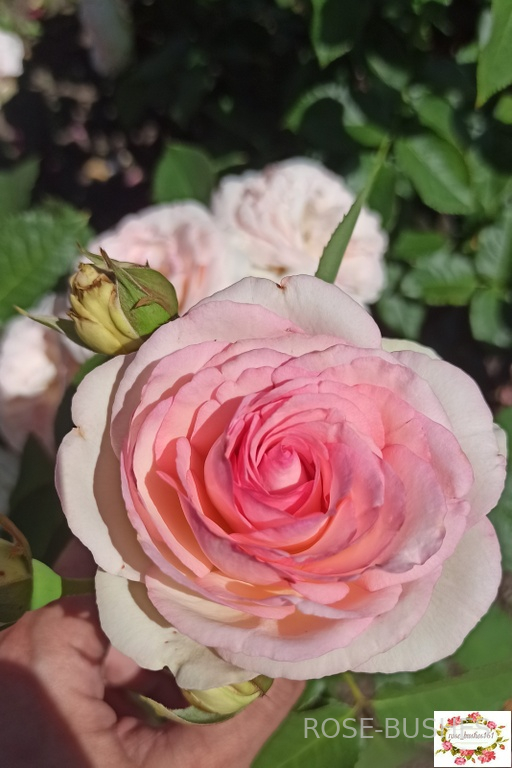 ���� �� ������. Pierre de Ronsard (����. ������.)