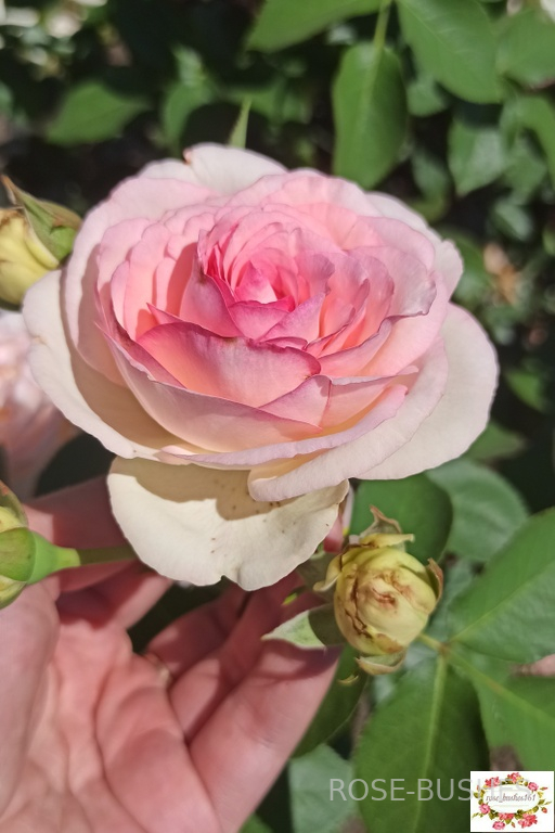 ���� �� ������. Pierre de Ronsard (����. ������.)