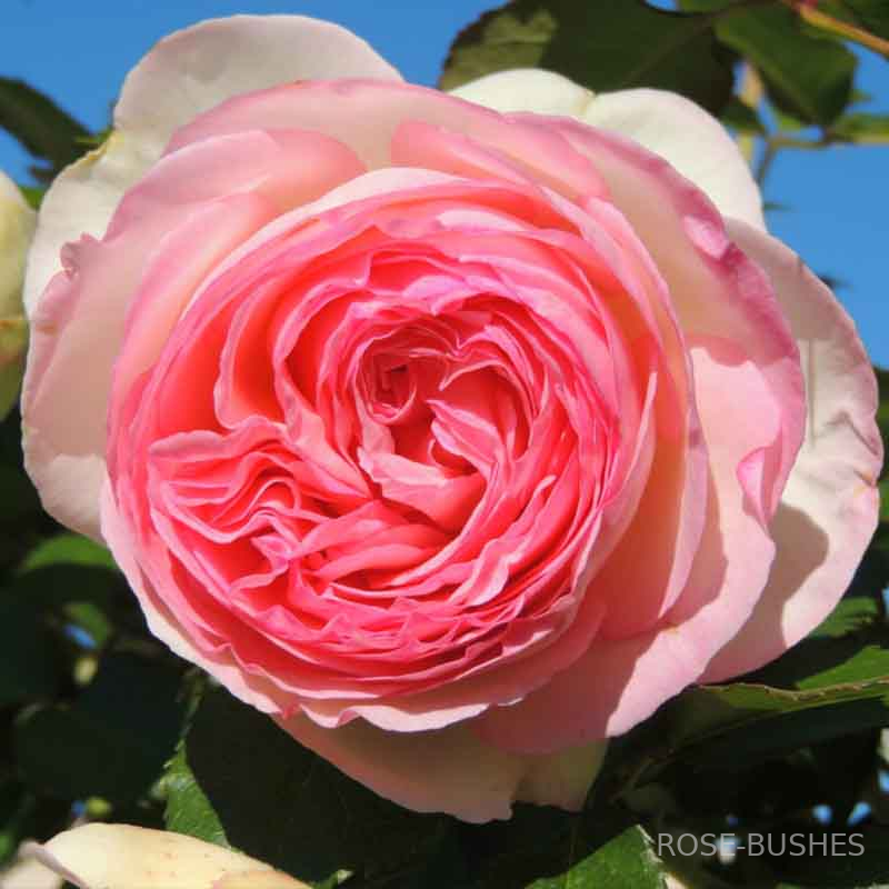 ���� �� ������. Pierre de Ronsard (����. ������.)