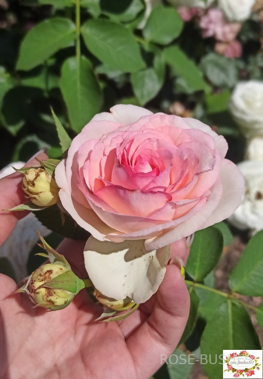 ���� �� ������. Pierre de Ronsard (����. ������.)