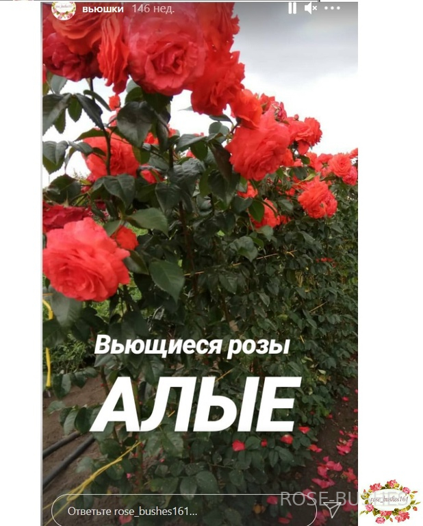 ������. Salita. (����. ������.)