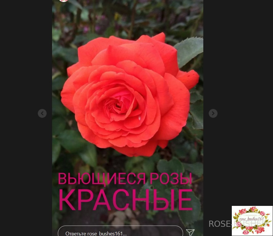 ������. Salita. (����. ������.)