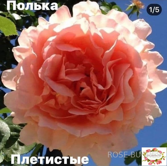 ������. Polka (����. ������.)