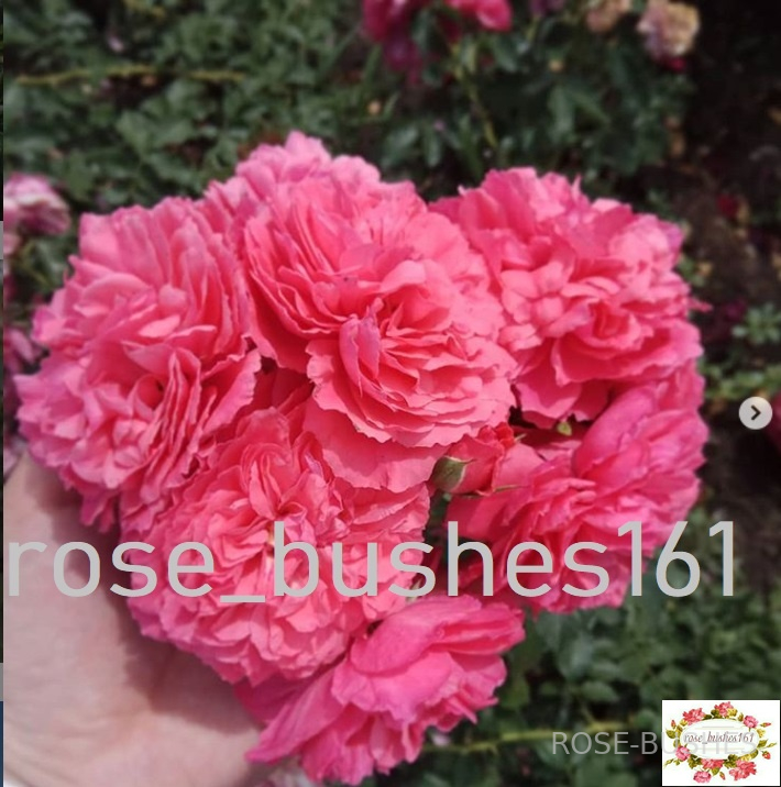 �������� �������. Rosarium Uetersen (����. ������.)