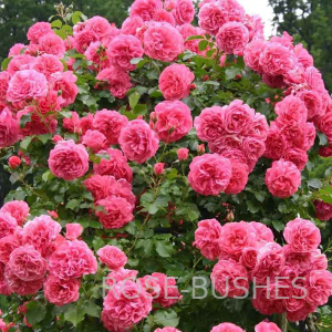 �������� �������. Rosarium Uetersen (����. ������.)