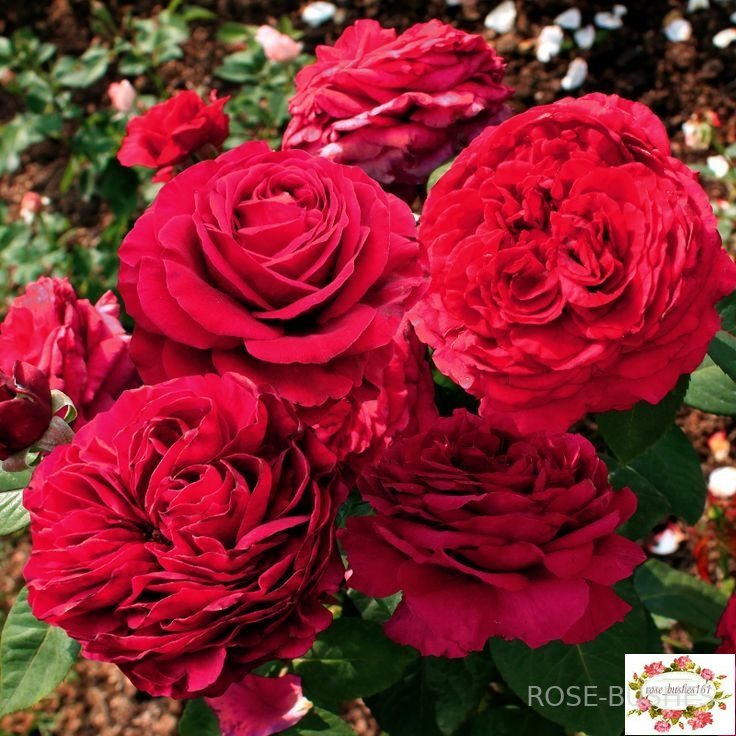 ���� 4 -� ������. Rose des 4 Vents. (����.) 