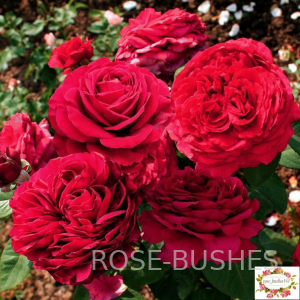 ���� 4 -� ������. Rose des 4 Vents. (����.) 