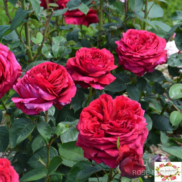 ���� 4 -� ������. Rose des 4 Vents. (����.) 