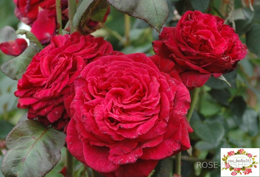 ���� 4 -� ������. Rose des 4 Vents. (����.) 
