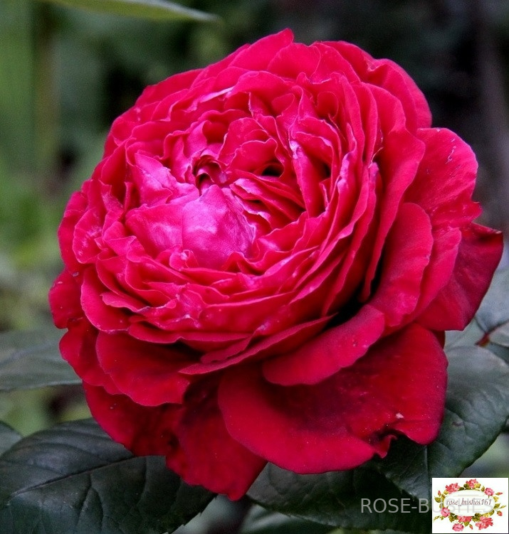 ���� 4 -� ������. Rose des 4 Vents. (����.) 