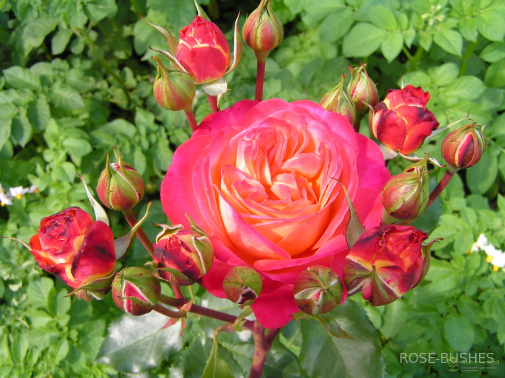 ���������. Midsummer. (����.)