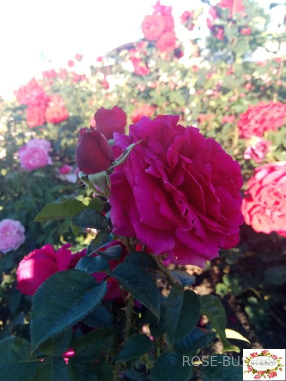 ������ �������. William Shakespeare. (����.)