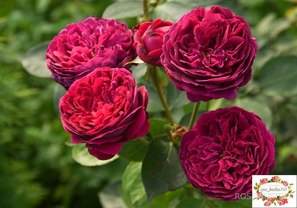 ������ �������. William Shakespeare. (����.)