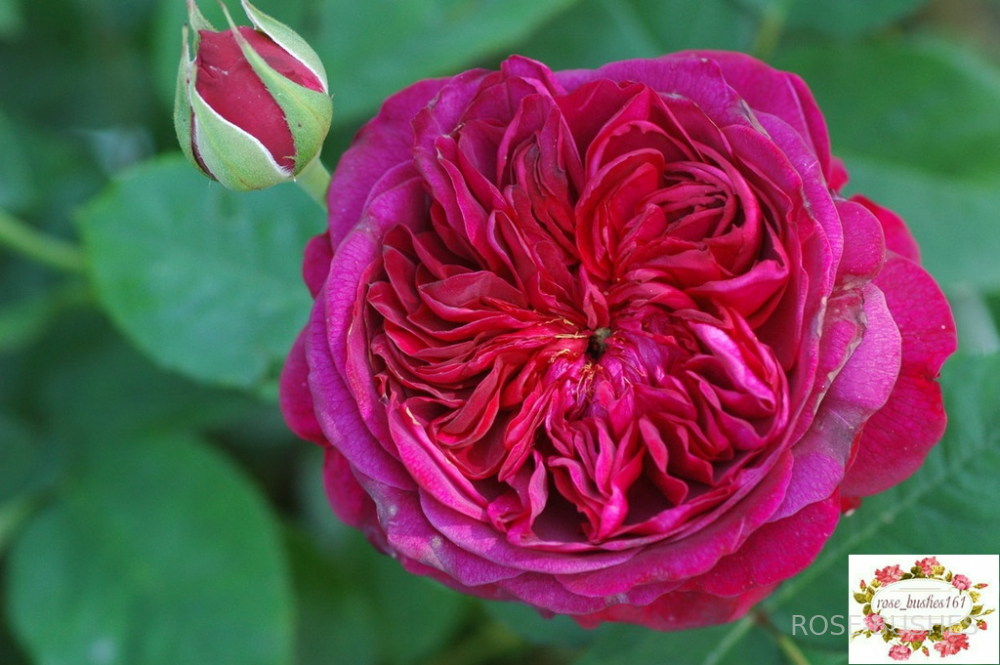 ������ �������. William Shakespeare. (����.)