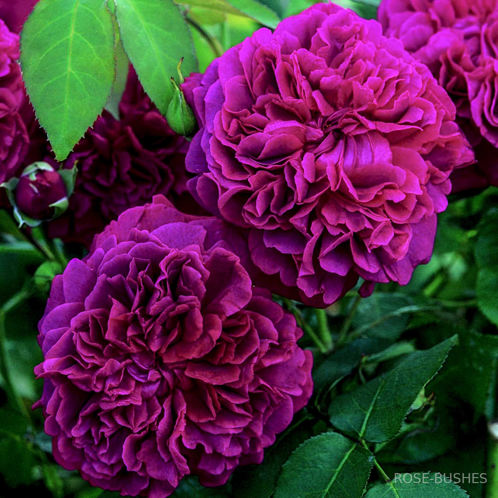 ������ �������. William Shakespeare. (����.)