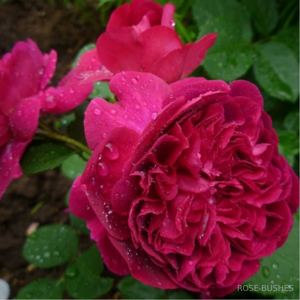 ������ �������. William Shakespeare. (����.)