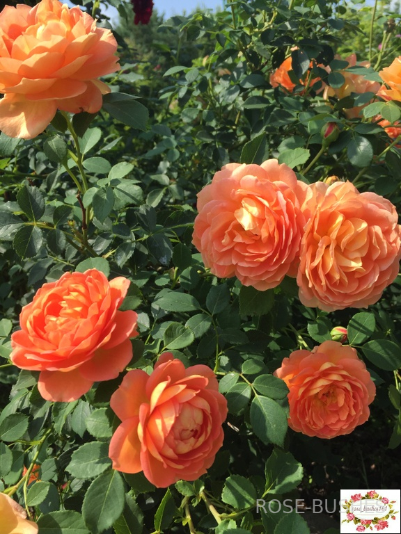 ���� �� �����. Lady of Shalott. (����.)