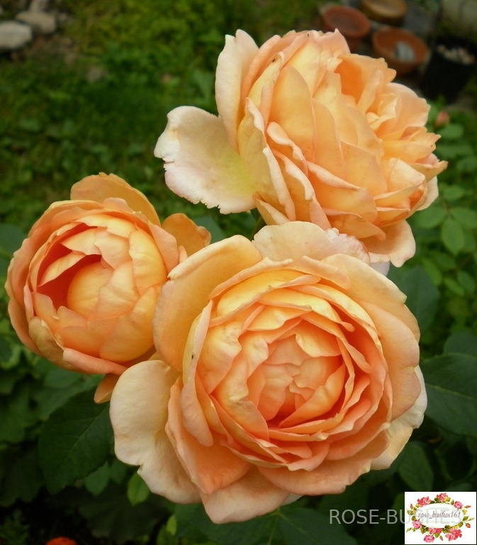 ���� �� �����. Lady of Shalott. (����.)