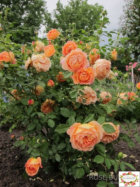 ���� �� �����. Lady of Shalott. (����.)