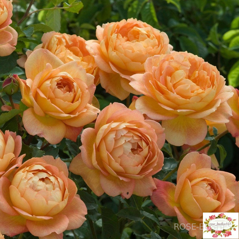 ���� �� �����. Lady of Shalott. (����.)