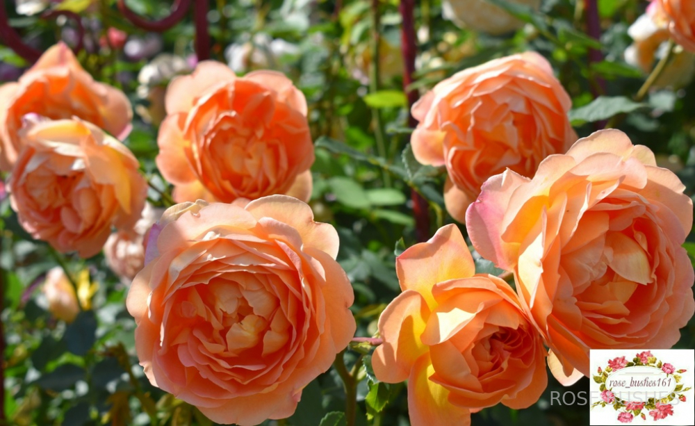 ���� �� �����. Lady of Shalott. (����.)