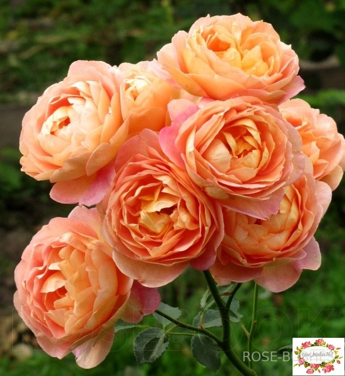 ���� �� �����. Lady of Shalott. (����.)