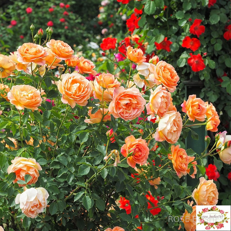 ���� �� �����. Lady of Shalott. (����.)