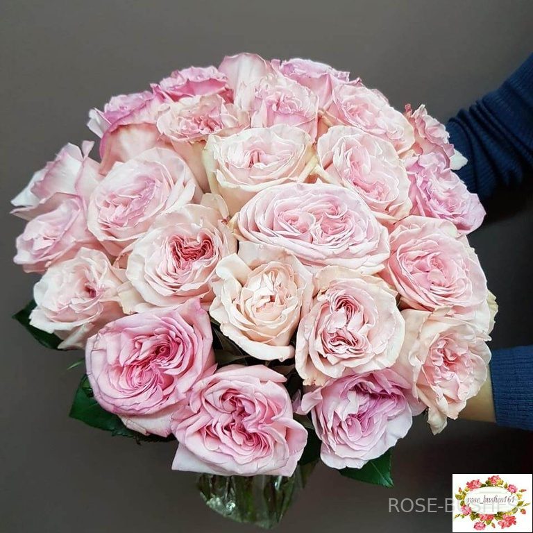 ���� �'����. Pink OHara (��, ������)