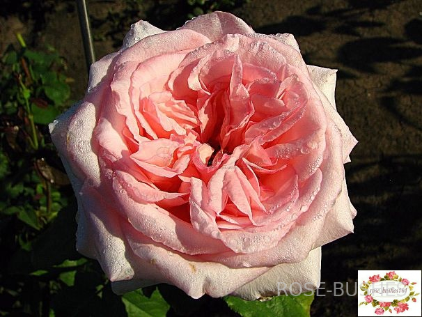 ���� �'����. Pink OHara (��, ������)