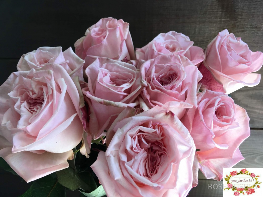 ���� �'����. Pink OHara (��, ������)