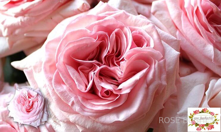 ���� �'����. Pink OHara (��, ������)